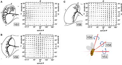 Eyes Matched to the Prize: The State of Matched Filters in Insect Visual Circuits